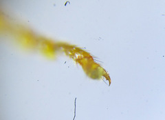 Cephalcia erythrogaster