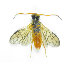 Cephalcia erythrogaster