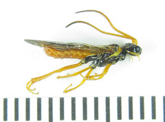 Cephalcia erythrogaster