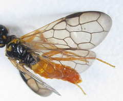 Cephalcia erythrogaster