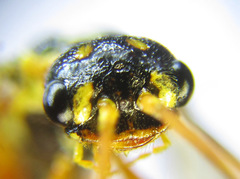 Cephalcia erythrogaster