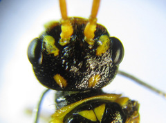 Cephalcia erythrogaster