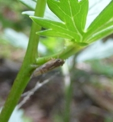 Evacanthus acuminatus