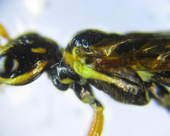 Cephalcia erythrogaster