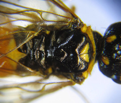 Cephalcia erythrogaster