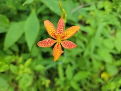 Iris domestica