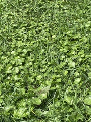 Hydrocotyle tribotrys