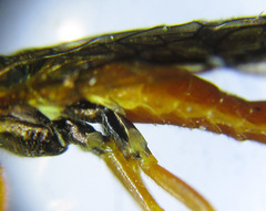 Cephalcia erythrogaster