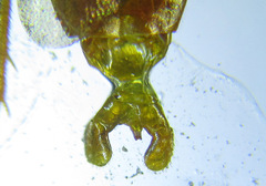 Cephalcia erythrogaster