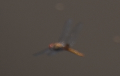 Pantala hymenaea