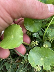 Hydrocotyle tribotrys