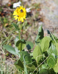 Doronicum clusii