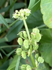 Hydrocotyle tribotrys