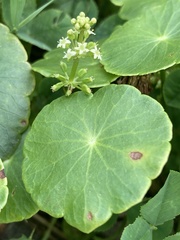 Hydrocotyle tribotrys