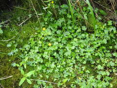 Ranunculus gmelinii