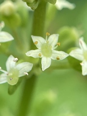 Hydrocotyle tribotrys