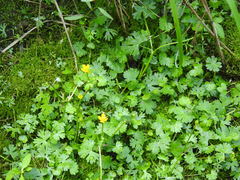 Ranunculus gmelinii