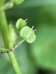 Hydrocotyle tribotrys