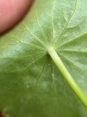 Hydrocotyle tribotrys