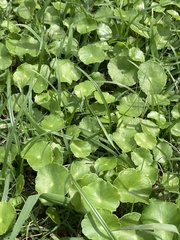 Hydrocotyle tribotrys