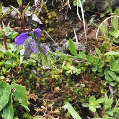 Polygala alpestris