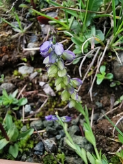Polygala alpestris