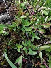 Polygala alpestris
