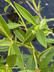 Lysimachia terrestris