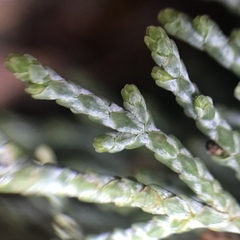 Cupressus abramsiana
