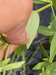 Lysimachia terrestris