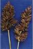 Carex simulata - Photo (c) "<a href=""http://www.fs.fed.us/rm/boise/teams/shrub/shaw.htm"">USDA FS RMRS Boise Aquatic Sciences Lab</a>.", algunos derechos reservados (CC BY-NC-SA)