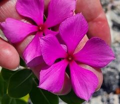 Catharanthus roseus image