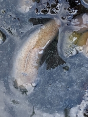 Acotylea