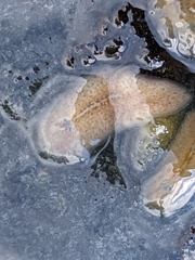 Acotylea