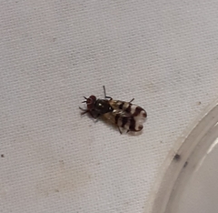 Ceroxys urticae