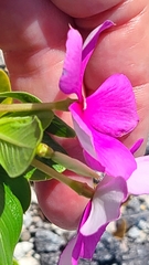 Catharanthus roseus image