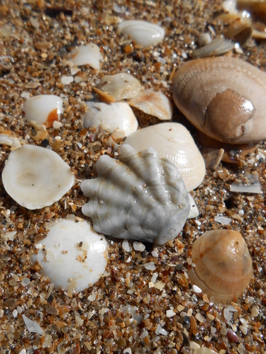 Plicatula gibbosa
