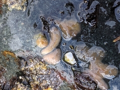 Acotylea