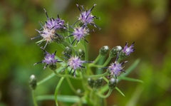 Saussurea angustifolia