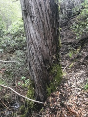 Cupressus abramsiana