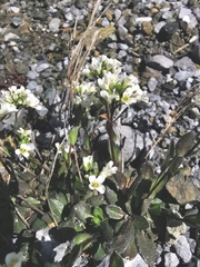 Arabis pumila