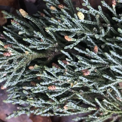 Cupressus abramsiana