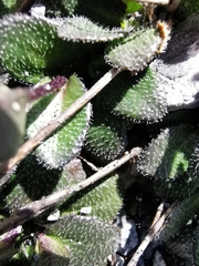 Arabis pumila