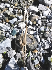 Arabis pumila