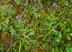 Saussurea angustifolia