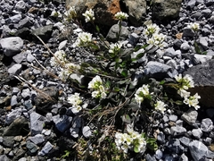 Arabis pumila