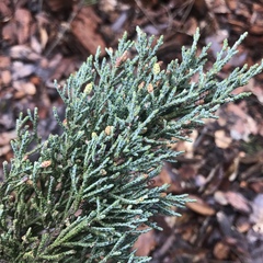 Cupressus abramsiana