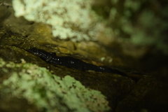 Plethodon amplus