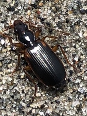 Cymindis limbata