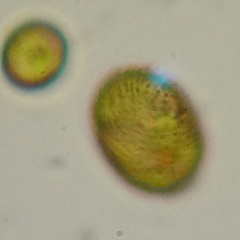 Trachelomonas hispida